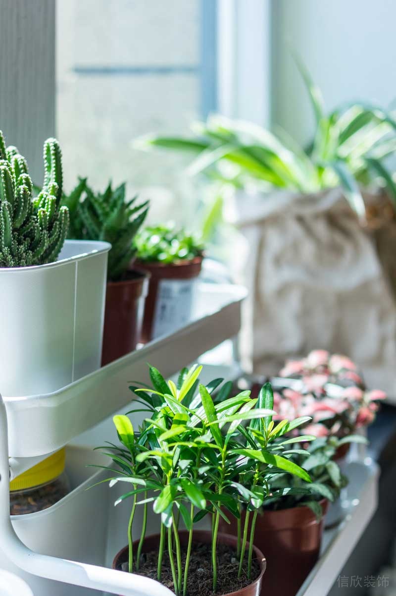 深圳羅湖區(qū)北歐風(fēng)格家庭裝修設(shè)計(jì)實(shí)景圖陽臺盆栽
